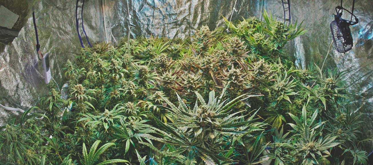 Què necessito per cultivar marihuana d'interior Què necessito per cultivar marihuana d'interior