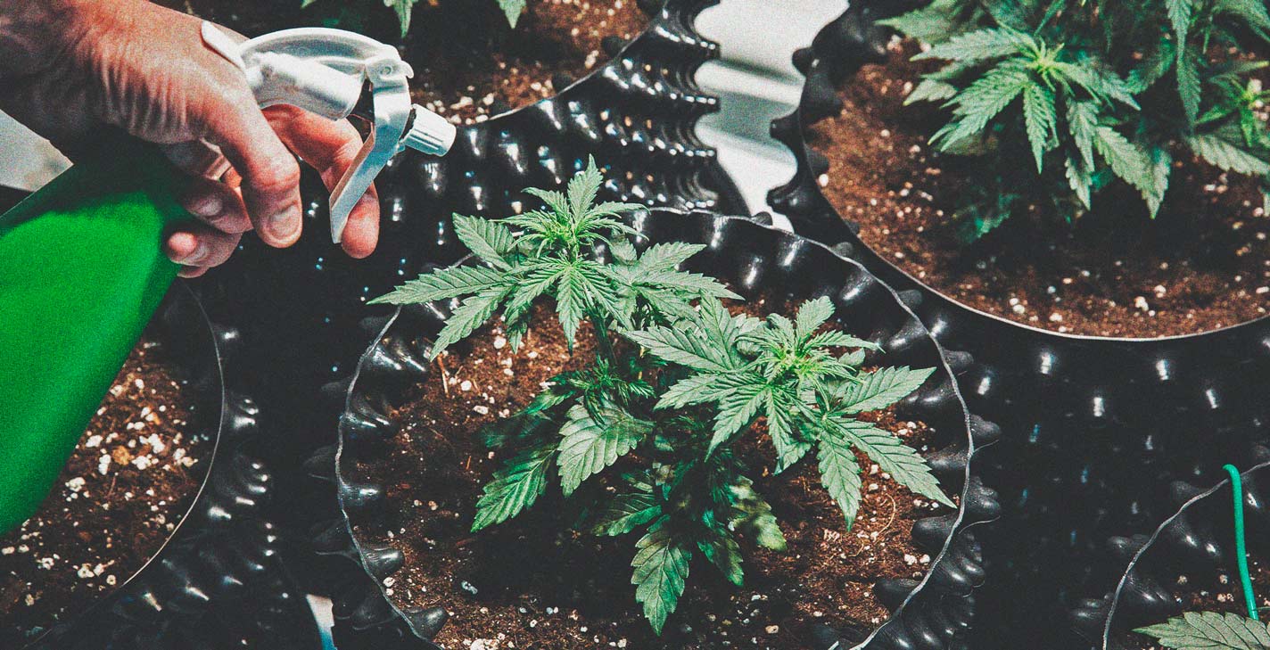 De nemmeste cannabissorter at dyrke for begyndere