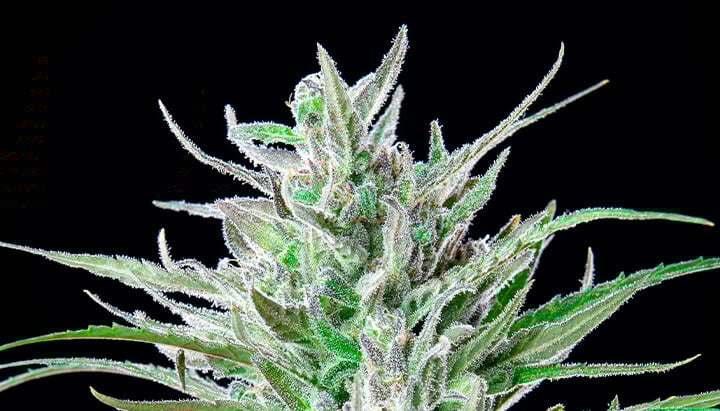 Critical Kush