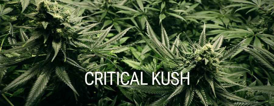Critical Kush Royal Queen Seeds Indoor Growing Critical Kush Royal Queen Seeds Indoor Growing
