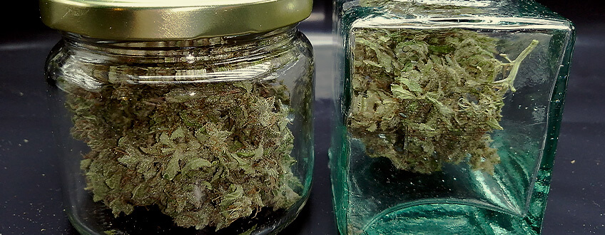 CURE YOUR CANNABIS FOR SMOOTHNESS CURE YOUR CANNABIS FOR SMOOTHNESS