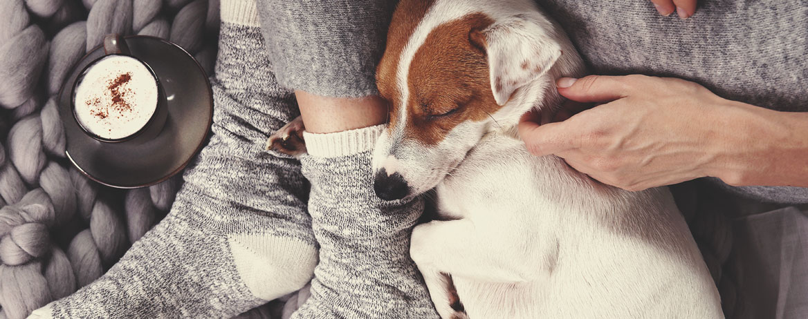 Hvad skal du gøre, hvis din hund indtager cannabis?