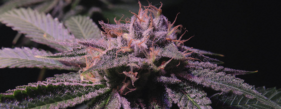 STAGE 4: FLOWERING — 6–12 WEEKS STAGE 4: FLOWERING — 6–12 WEEKS