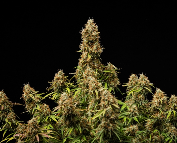 Gaia F1 slutresultat Tætte, harpiksrige blomster med en fuldt moden struktur ved slutningen af cyklussen