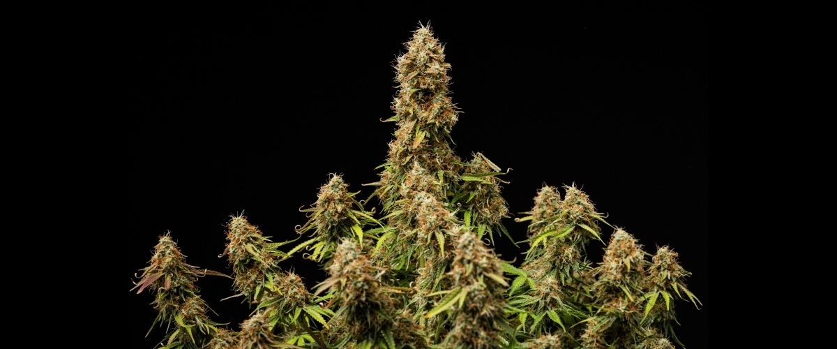 Gaia F1 slutresultat Tætte, harpiksrige blomster med en fuldt moden struktur ved slutningen af cyklussen