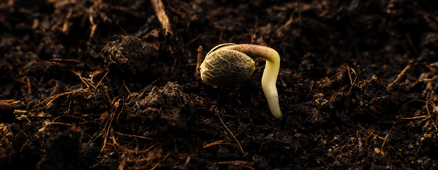 STAGE 1: GERMINATION — 1–7 DAYS STAGE 1: GERMINATION — 1–7 DAYS