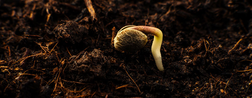 STAGE 1: GERMINATION — 1–7 DAYS STAGE 1: GERMINATION — 1–7 DAYS