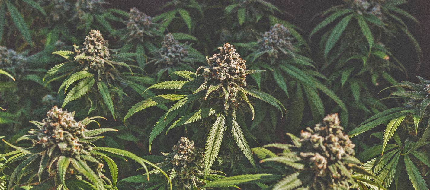 Green Crack Punch Green Crack Punch
