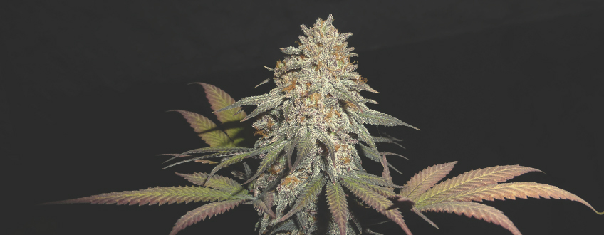 Green Crack Punch Green Crack Punch