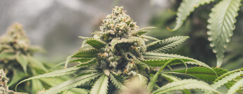 Green Crack Punch Green Crack Punch