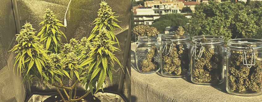 Hvem bruger automatisk blomstrende cannabissorter, og hvorfor?