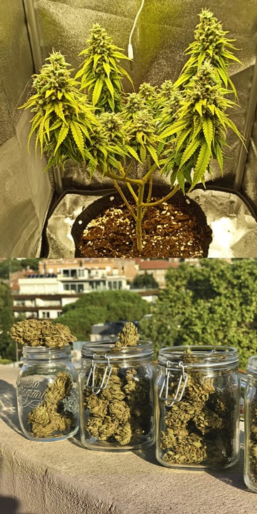 Hvem bruger automatisk blomstrende cannabissorter, og hvorfor? Hvem bruger automatisk blomstrende cannabissorter, og hvorfor?