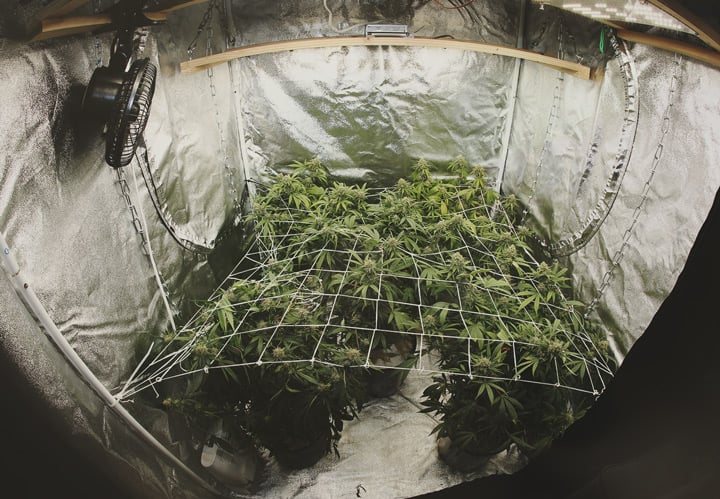 How to Grow Autoflowering Seeds How to Grow Autoflowering Seeds