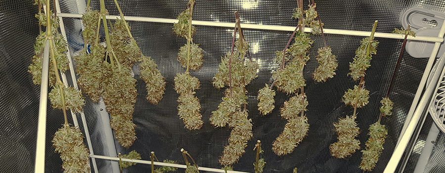 STAGE 5: HARVEST AND CURING — 1–2 MONTHS STAGE 5: HARVEST AND CURING — 1–2 MONTHS