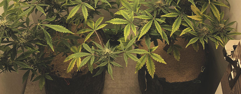 TRY A PROGRESSIVE HARVEST WHEN LOWER BUDS AREN'T FULLY RIPE TRY A PROGRESSIVE HARVEST WHEN LOWER BUDS AREN'T FULLY RIPE