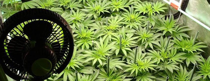 High Yields With Autoflower Cannabis