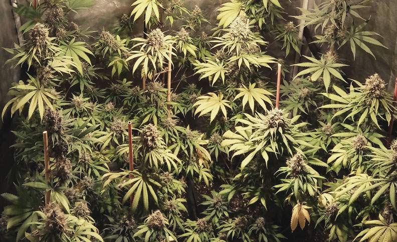 Haze Berry Haze Berry