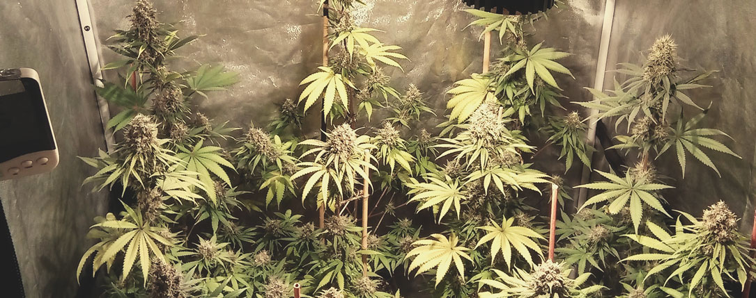 Haze Berry Haze Berry