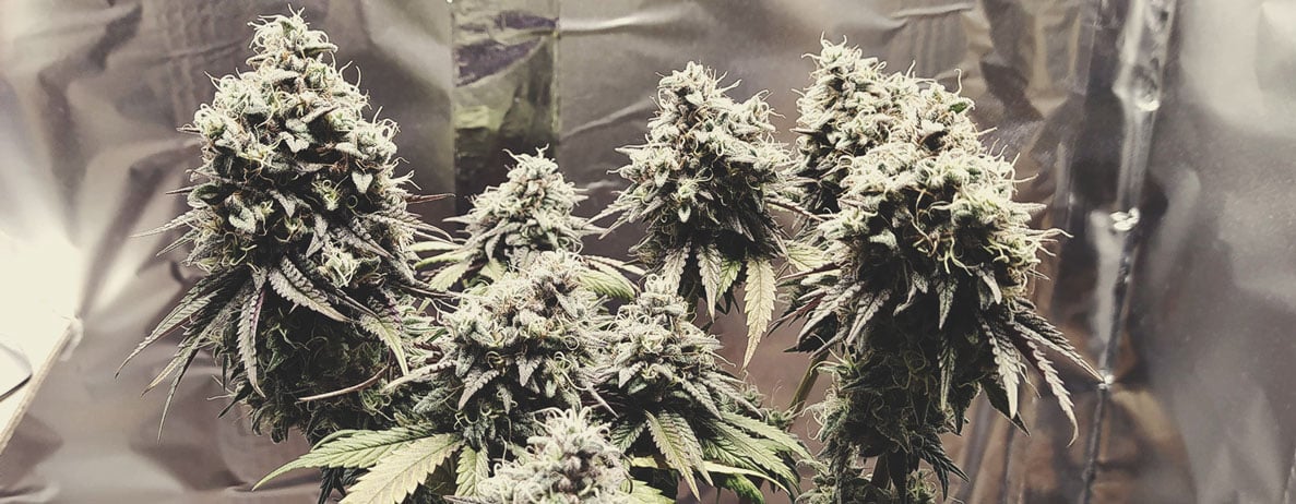 Haze Berry Haze Berry
