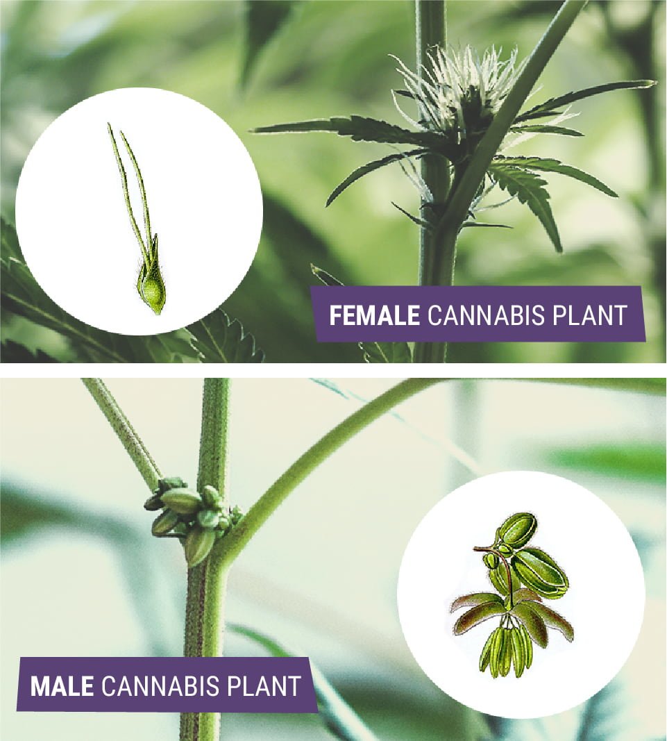 Male vs Female Cannabis: What's The Difference? Male vs Female Cannabis: What's The Difference?