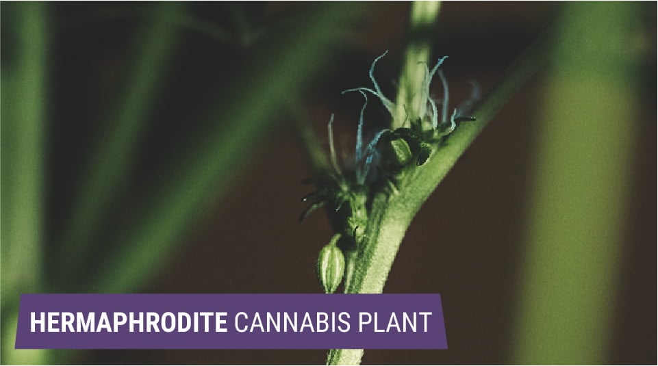 Hermaphrodites: When Cannabis Plants Become Monoecious Hermaphrodites: When Cannabis Plants Become Monoecious