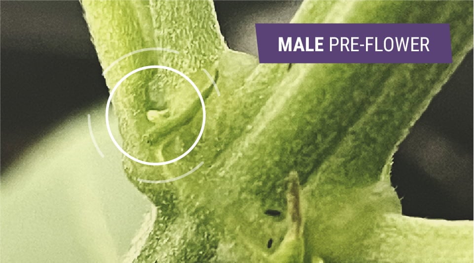 Identifying Early Signs Of Male Plant Identifying Early Signs Of Male Plant