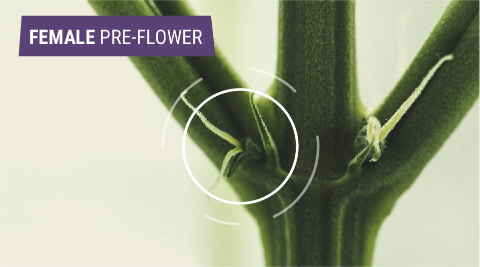Identifying Female Cannabis Plants Identifying Female Cannabis Plants
