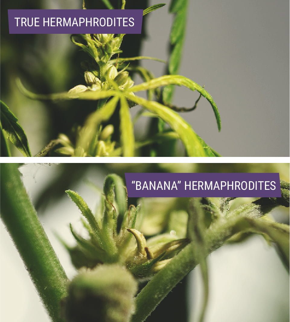 Types Of Hermaphrodite Cannabis Plants Types Of Hermaphrodite Cannabis Plants