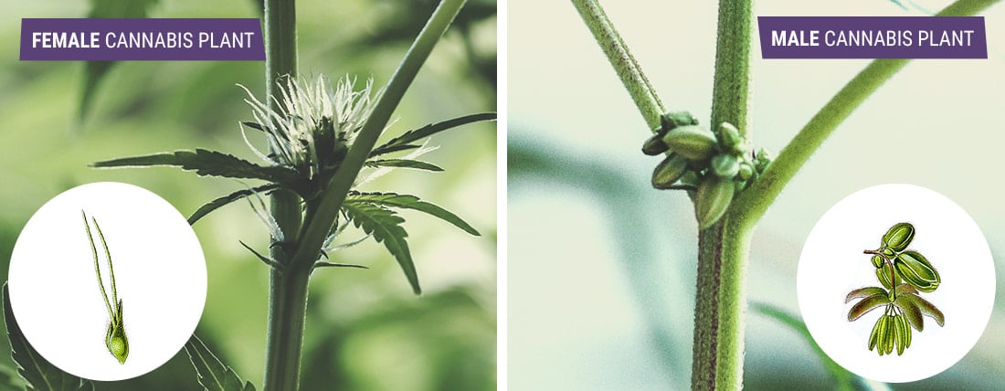 Male vs Female Cannabis: What's The Difference? Male vs Female Cannabis: What's The Difference?