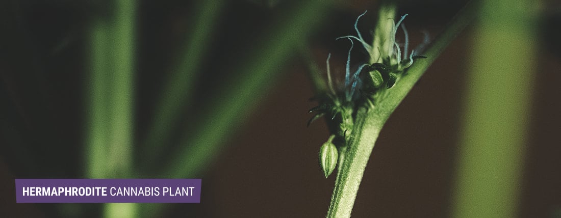 Hermaphrodites: When Cannabis Plants Become Monoecious Hermaphrodites: When Cannabis Plants Become Monoecious