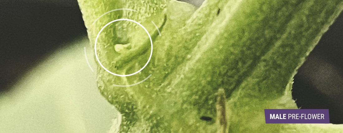 Identifying Early Signs Of Male Plant Identifying Early Signs Of Male Plant