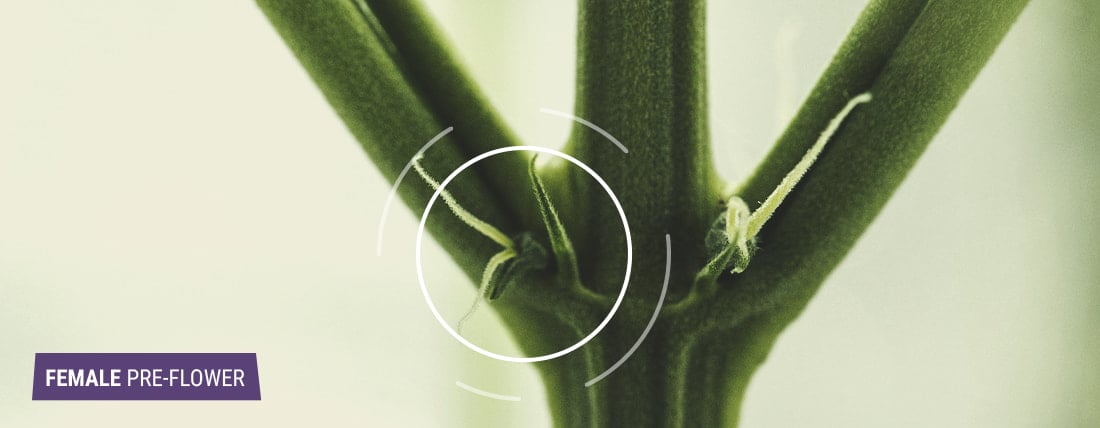 Identifying Female Cannabis Plants Identifying Female Cannabis Plants