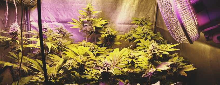 Er alle cannabissorter velegnede til indendørs dyrkning?