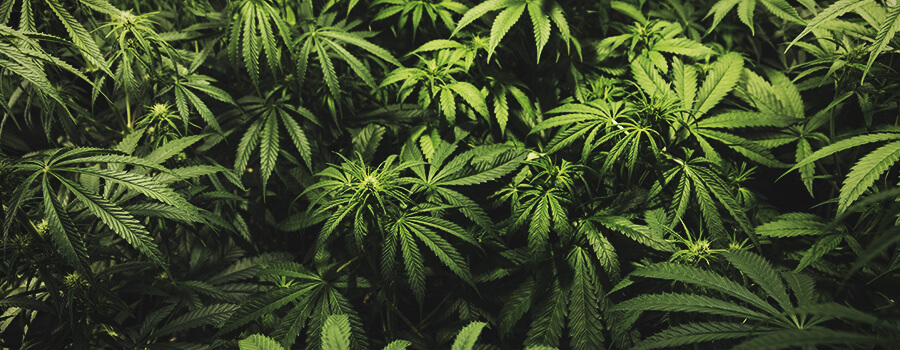 STAGE 3: VEGETATIVE PHASE — 2–8+ WEEKS STAGE 3: VEGETATIVE PHASE — 2–8+ WEEKS
