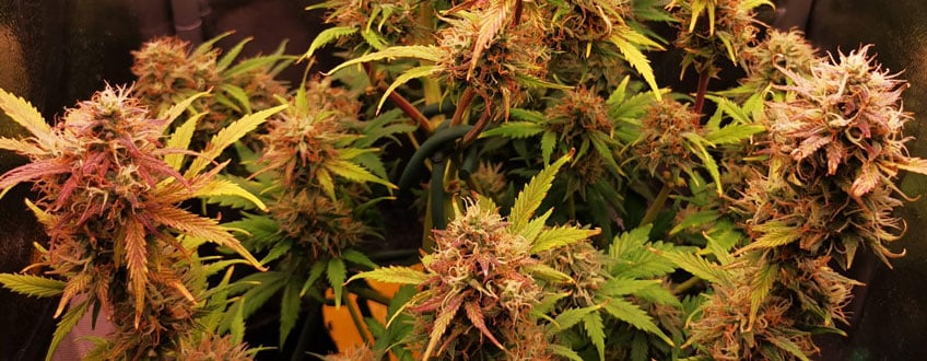Royal Jack Auto Royal Jack Auto