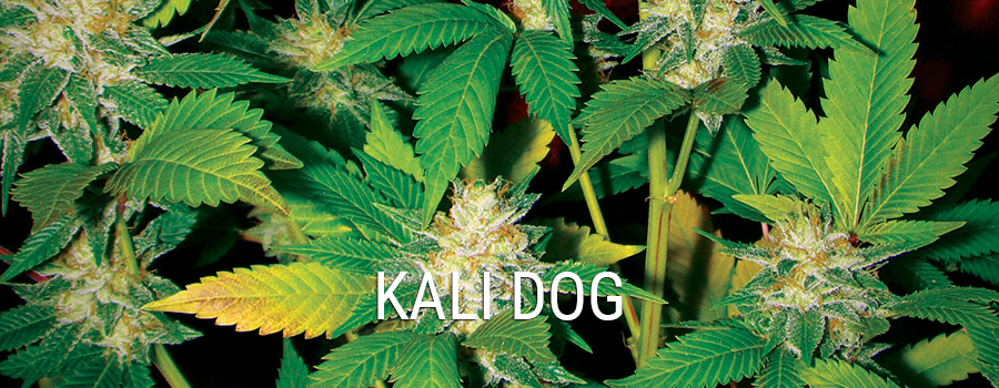 Kali Dog Kali Dog