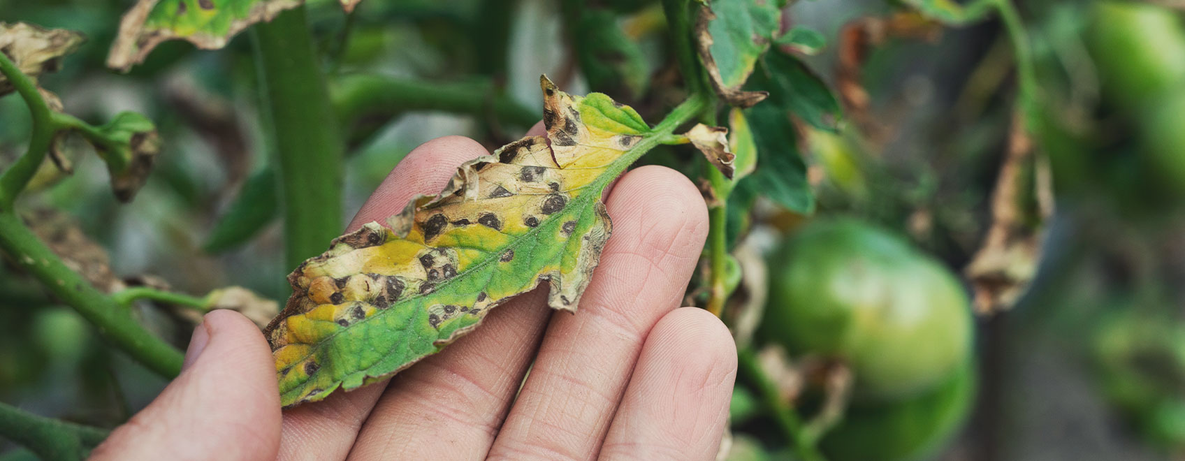 What Cannabis Leaves Can Tell You