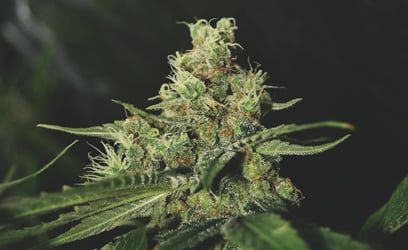 Medical mass cannabis_2