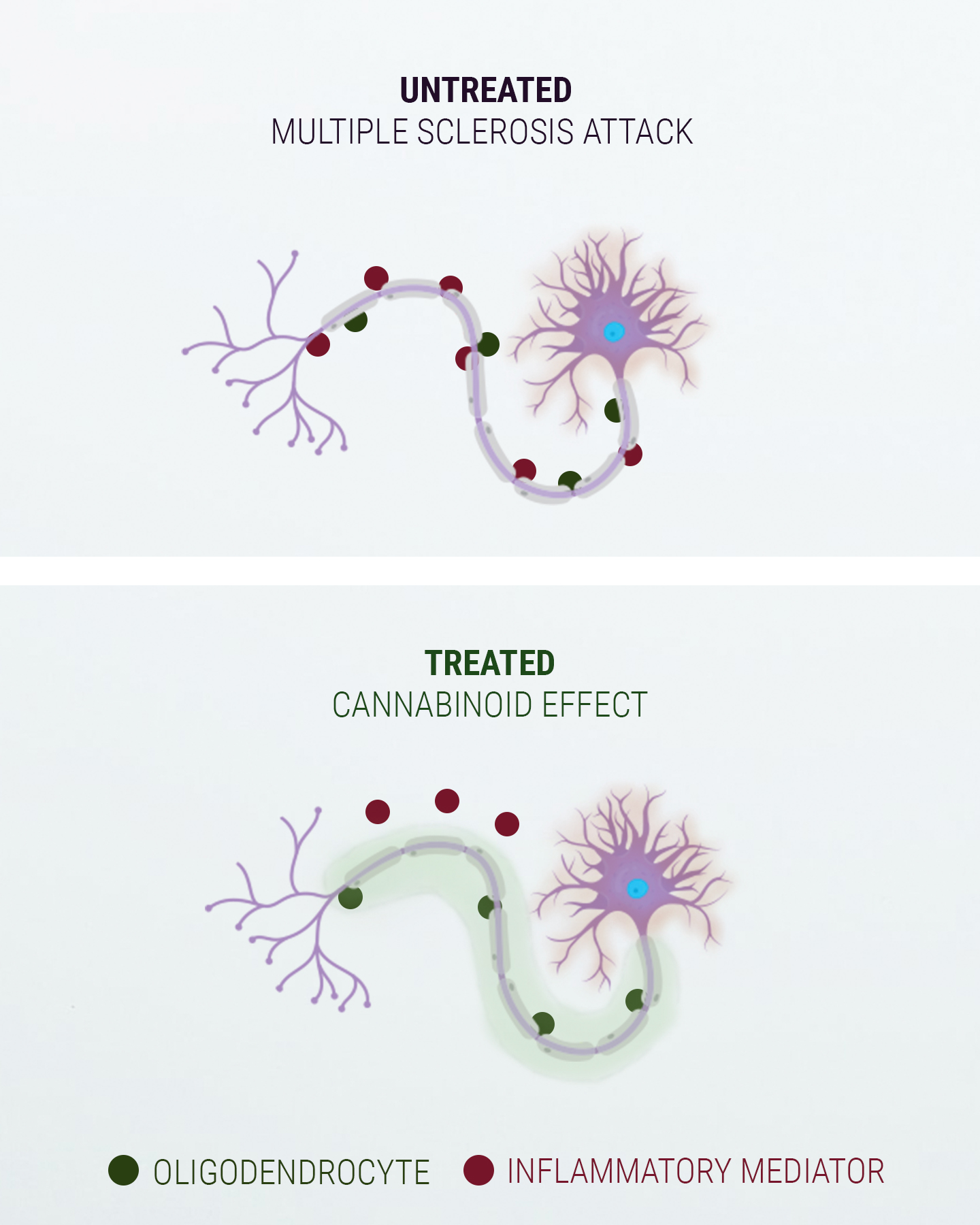 Lidt om det endocannabinoide system Lidt om det endocannabinoide system