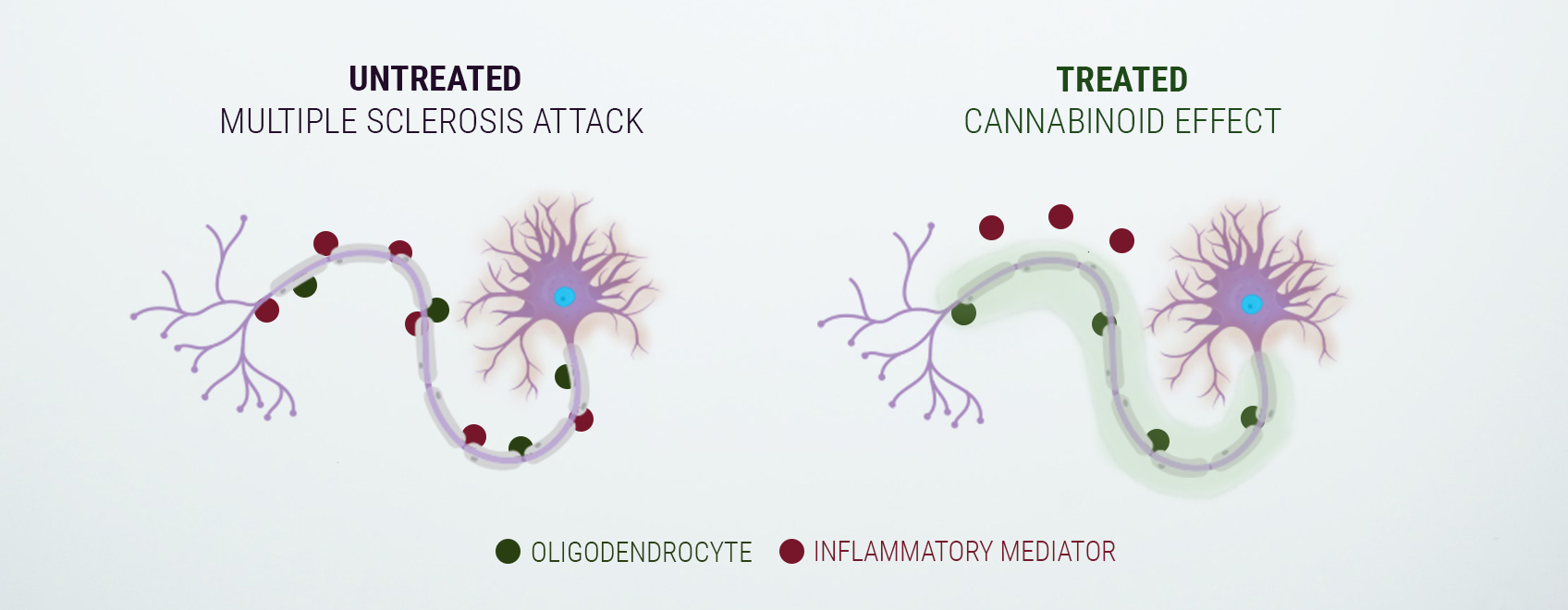 Lidt om det endocannabinoide system Lidt om det endocannabinoide system