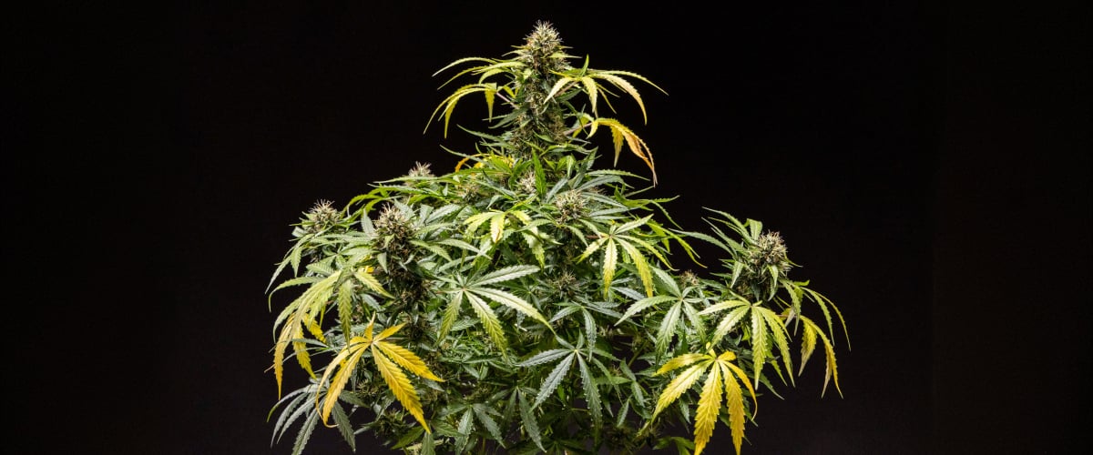 North Thunderfuck cannabisplante med tætte harpiksrige buds, orange pistiller og frostede trikomer i den sene blomstringsfase