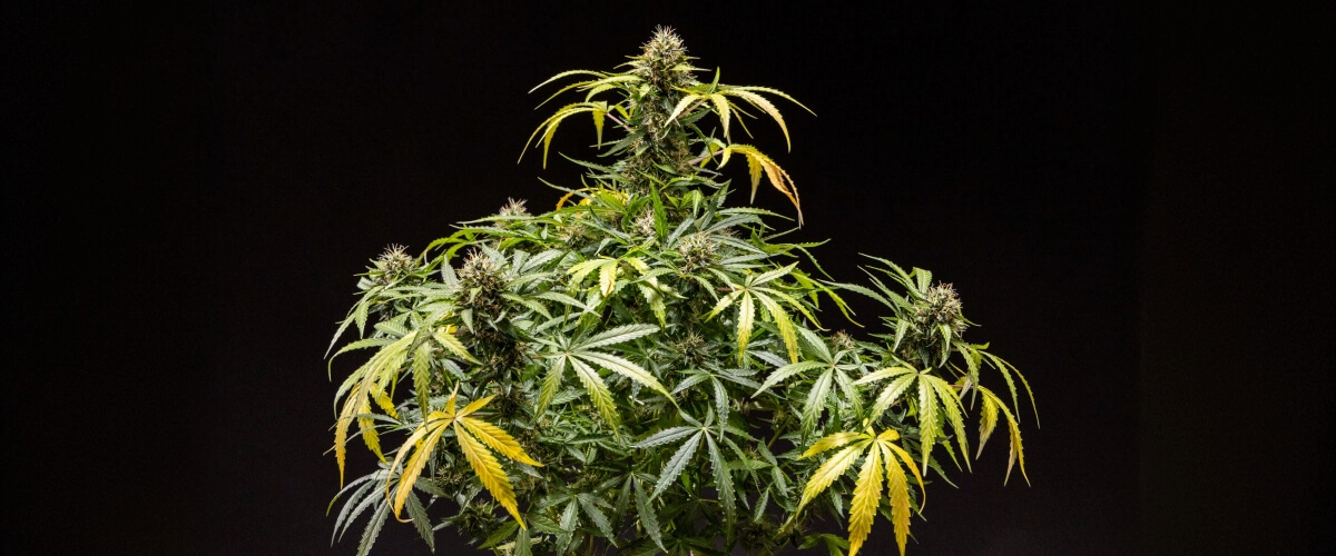 North Thunderfuck cannabisplante – Eksempel på indendørs dyrkning North Thunderfuck cannabisplante med tætte harpiksholdige knopper, orange støvfang og frostede trikomer under den sene blomstringsfase