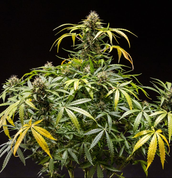 North Thunderfuck cannabisplante med tætte harpiksrige buds, orange pistiller og frostede trikomer i den sene blomstringsfase