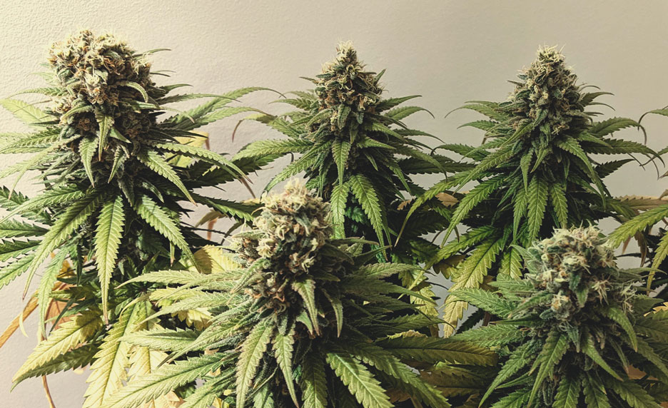 Northern Lights Northern Lights