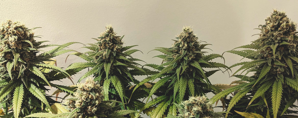 Northern Lights Northern Lights