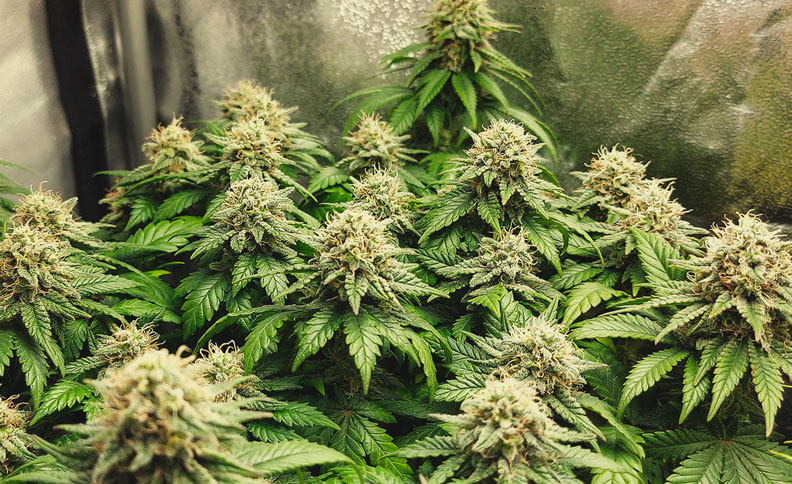 OG Kush OG Kush