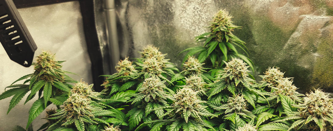 OG Kush OG Kush