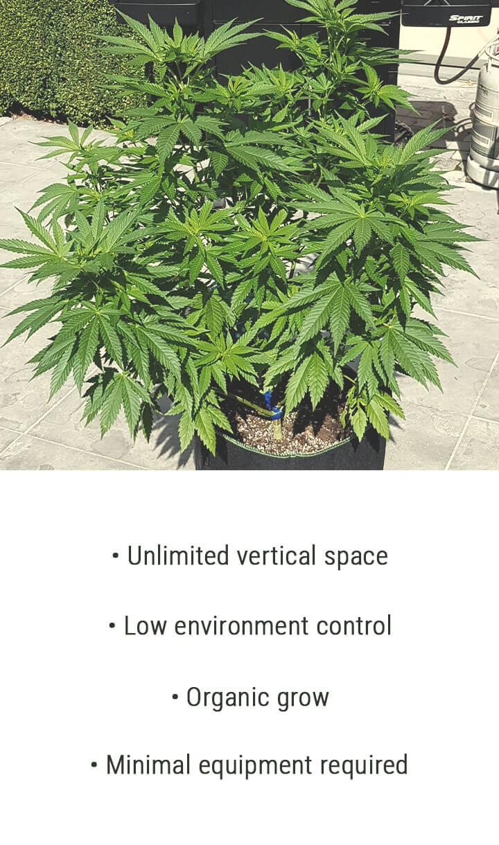 Growing Cannabis Outdoors Growing Cannabis Outdoors