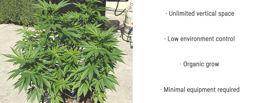 Growing Cannabis Outdoors Growing Cannabis Outdoors