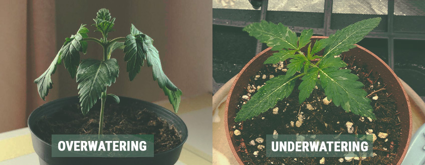 Sådan mestrer du kimplantefasen af cannabisplanter i 3 trin